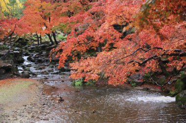 nara Park'ta nara sonbahar laves