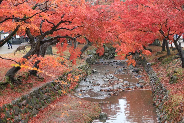 Grutas de Outono no Parque Nara em Nara — Fotografia de Stock