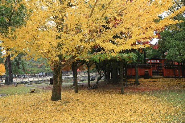 Grutas de Outono no Parque Nara em Nara — Fotografia de Stock
