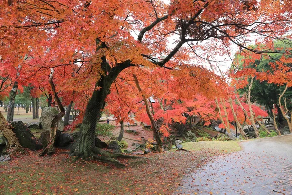 Grutas de Outono no Parque Nara em Nara — Fotografia de Stock