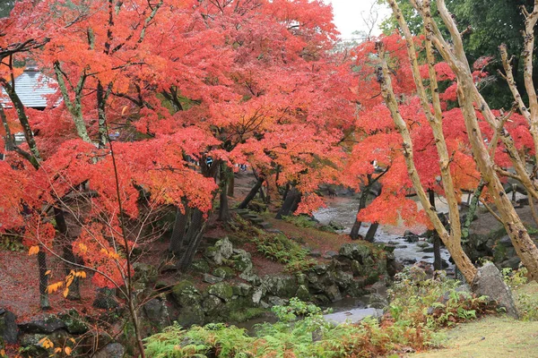 Jesień laves nara Park w nara — Zdjęcie stockowe