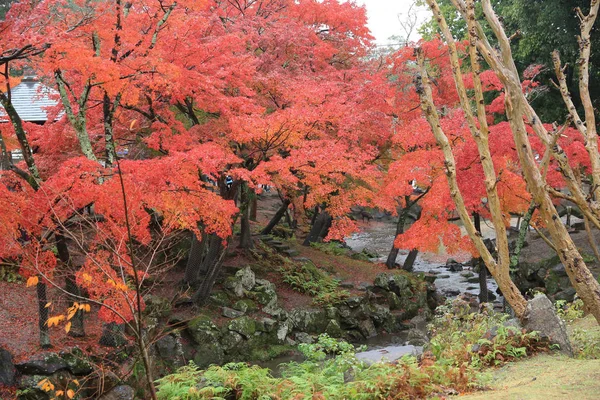 Nara Park'ta nara sonbahar laves — Stok fotoğraf