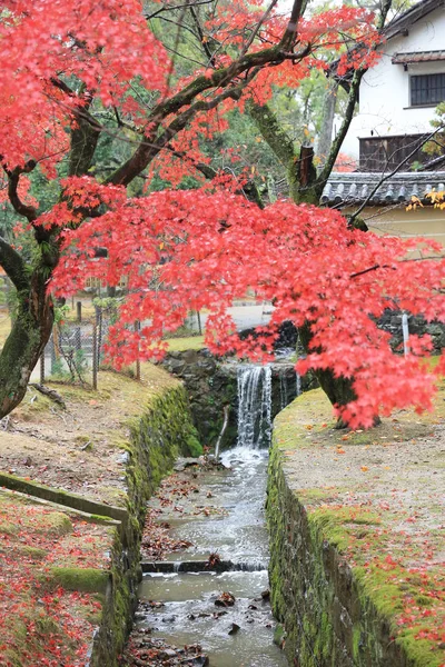 Осінь laves в nara park у nara — стокове фото