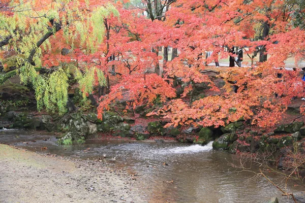 Nara Park'ta nara sonbahar laves — Stok fotoğraf