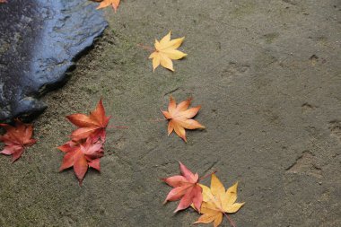  Dünya üzerindeki akçaağaç yaprağı