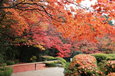 Shisen-do Bahçe sonbahar mevsimi