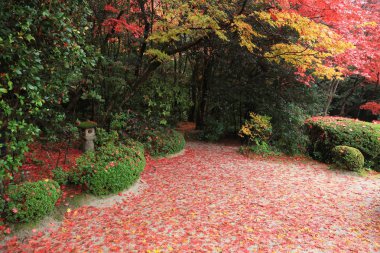 Shisen-do Bahçe sonbahar mevsimi