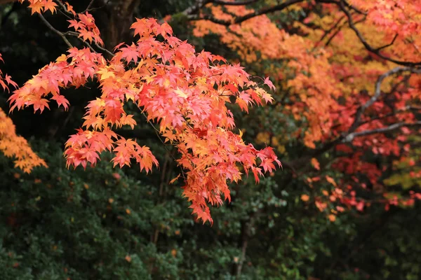 四川は、京都、日本 — ストック写真