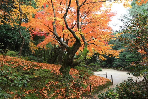 Shisen-do Bahçe sonbahar mevsimi