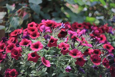 Petunya Doğa Çiçek, çiçek göster