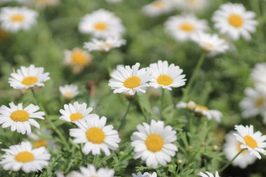 a Leucanthemum paludosum 