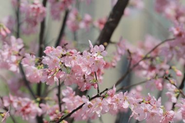 Blooming kiraz ağacı