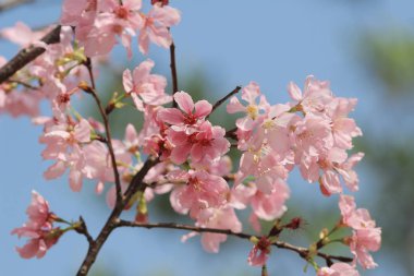  Sakura kiraz çiçeği baharda açar.