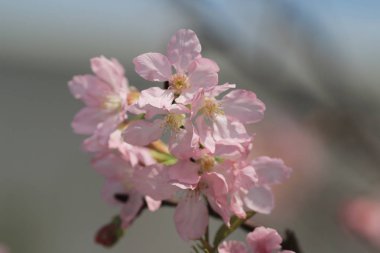  Sakura kiraz çiçeği baharda açar.