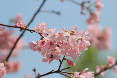  Sakura kiraz çiçeği baharda açar.