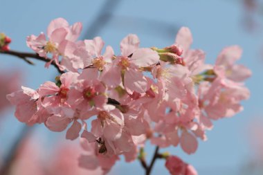  Sakura kiraz çiçeği baharda açar.