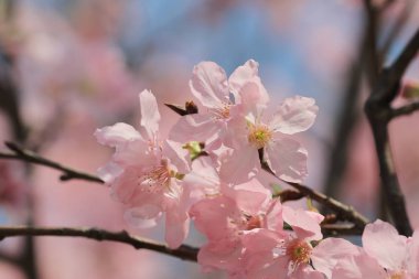 Pembe Sakura çiçek çiçeklenme.