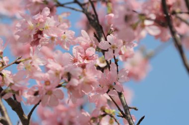 Pembe Sakura çiçek çiçeklenme.