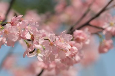 Kiraz çiçek açması ağaçlar çerçeveleme güzel mavi gökyüzü 