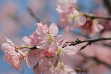 Kiraz çiçek açması ağaçlar çerçeveleme güzel mavi gökyüzü 