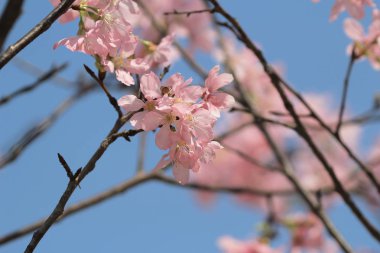 Pembe Sakura çiçek çiçeklenme.