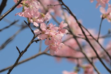 Pembe Sakura çiçek çiçeklenme.