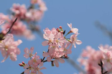 Pembe Sakura çiçek çiçeklenme.