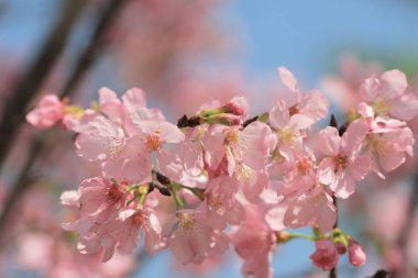 Pembe Sakura çiçek çiçeklenme.