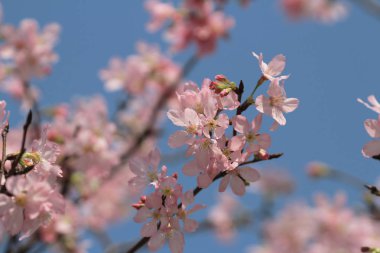 Bahar üzerinde Japonya kiraz çiçeği