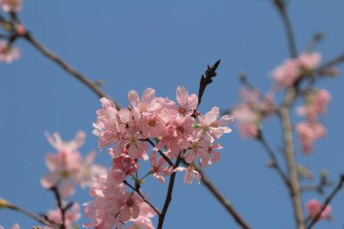 Kiraz çiçek açması ağaçlar çerçeveleme güzel mavi gökyüzü 