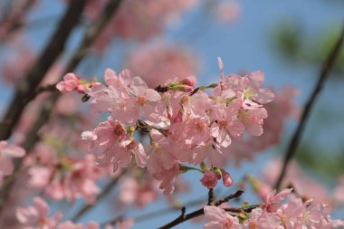Bahar üzerinde Japonya kiraz çiçeği