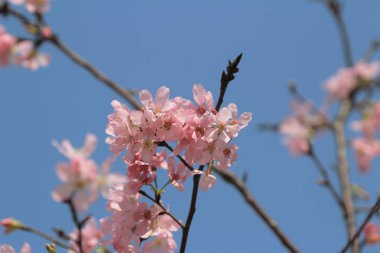 Pembe Sakura çiçek çiçeklenme.
