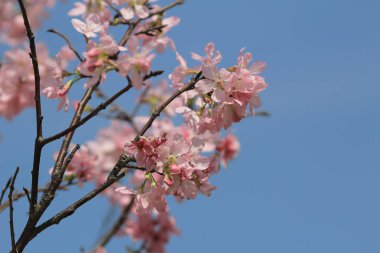 Pembe Sakura çiçek çiçeklenme.
