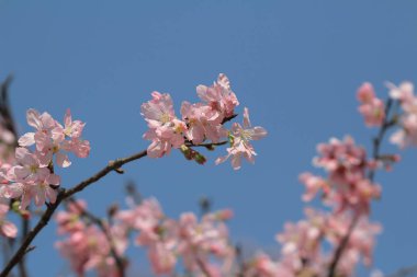 Bahar üzerinde Japonya kiraz çiçeği
