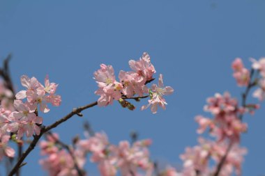 Bahar üzerinde Japonya kiraz çiçeği