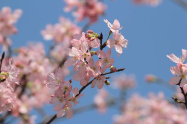 Pembe Sakura çiçek çiçeklenme.