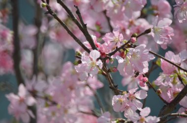 Çiçek açmış kiraz çiçekleri.