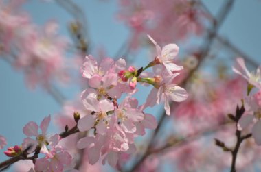 ilkbaharda çiçek açan kiraz pembe çiçekler.