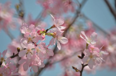 Çiçek açmış kiraz çiçekleri.