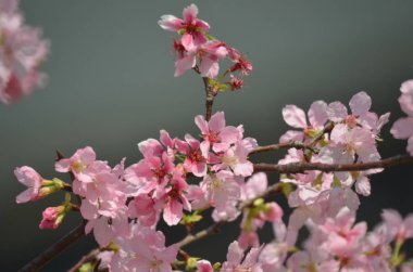 Çiçek açmış kiraz çiçekleri.