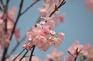 Kiraz çiçeği arka planında pembe güzel bir renk var.