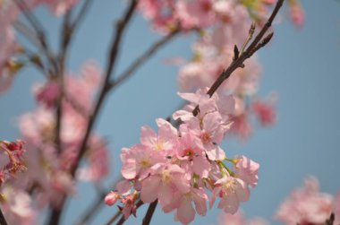 Kiraz çiçeği arka planında pembe güzel bir renk var.