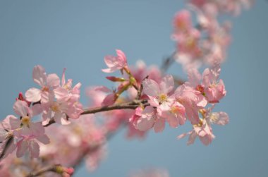Kiraz çiçeği arka planında pembe güzel bir renk var.