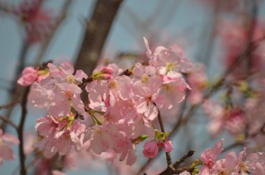 Kiraz çiçeği arka planında pembe güzel bir renk var.