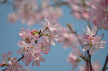 Kiraz çiçeği arka planında pembe güzel bir renk var.