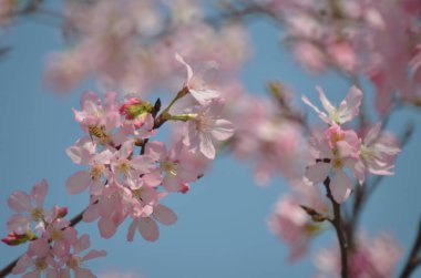 Kiraz çiçeği arka planında pembe güzel bir renk var.