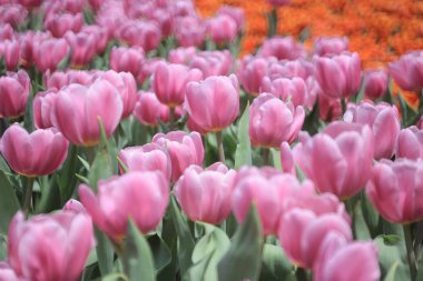 Bahar çiçekleri nergisler ve laleler