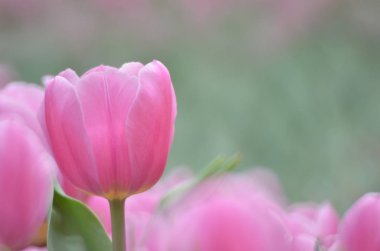 lale gri bokeh arka plan ile.