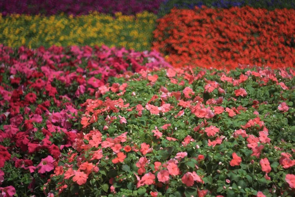 Petunia de op natuur bloem Bloemenshow — Stockfoto