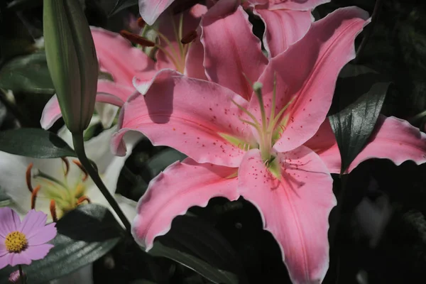 Lilium цветок на выставке цветов природы — стоковое фото